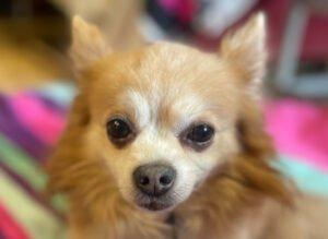 Brown Rocky - männlich, 11 Jahre - jetzt PATENHUND
