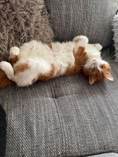 Verschmuster Kater sucht ruhiges Zuhause