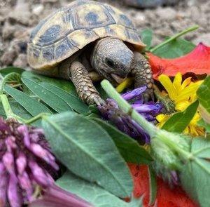 Griechische Landschildkröten