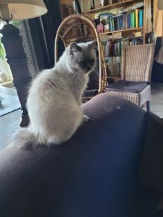 4 Kitten suchen ein neues Zuhause