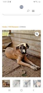 Tolle Welpen, Junghunde Hundesenioren