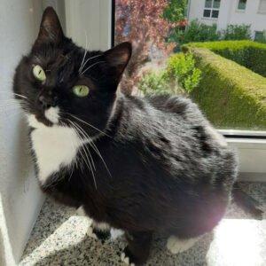LINA - weiblich 9 Jahre europäische Kurzhaarkatze Gechipt Kastriert