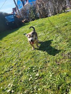 Boxer Mischling