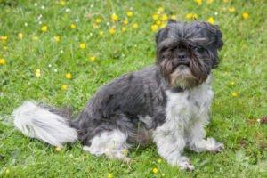 SIR BOBBY - männlich 5 Jahre 30 cm 6. 7 kg Shih Tzu Gechipt Kastriert