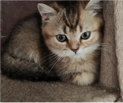 Nur noch 2 Kittens suchen liebevolle Zuhause