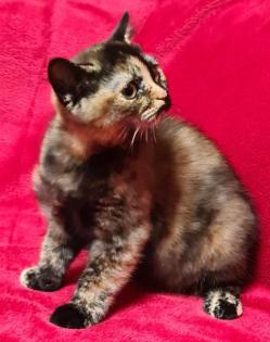 BKH Mädchen in creme und Black-Tortie