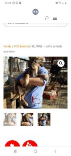 Tolle Welpen, Junghunde Hundesenioren