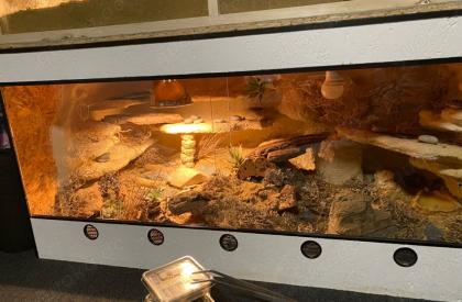 Leopardgecko Weibchen zu verkaufen