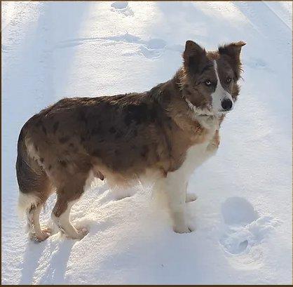 Border Collie Hündin