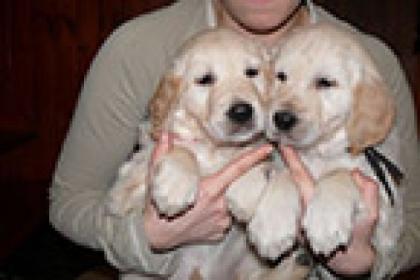 Golden retriever welpen