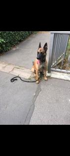 Malinois zum Abgeben