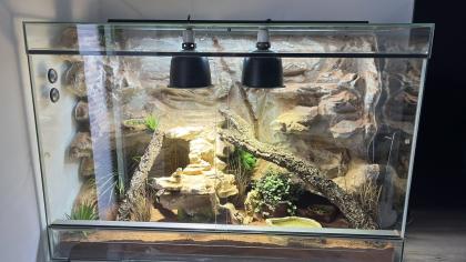 Zwergbartagame mit Terrarium