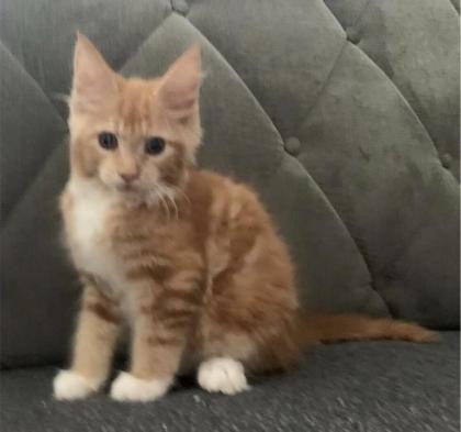 Wunderschöne reinrassige XXL Maine Coon Red Tabby Red White Tabby Katzen Kitten