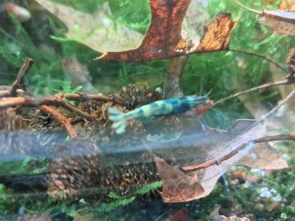 Caridina Deep Blue Bolt low-mid Süßwasser Garnelen