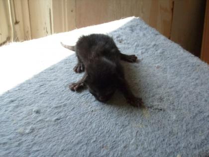 Süße KATZENBABYS