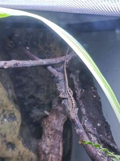 Anolis sagrei Bahama Anolis