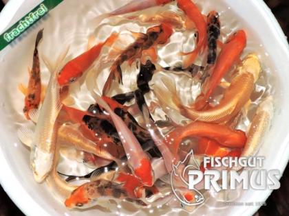 35 Koi Koi-Mix Florenz - Größe 10-15 cm