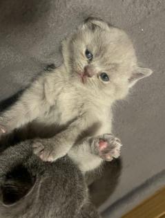 2 BKH Kitten an liebevolle Hände abzugeben