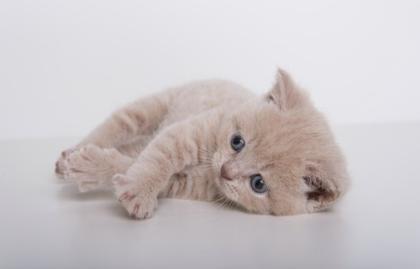 Bkh Kitten suchen ein neues zu hause