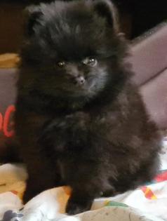 Pomeranian Zwergspitz Welpen