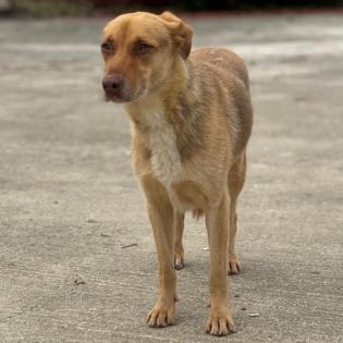 Balou / Status sucht ein Zuhause