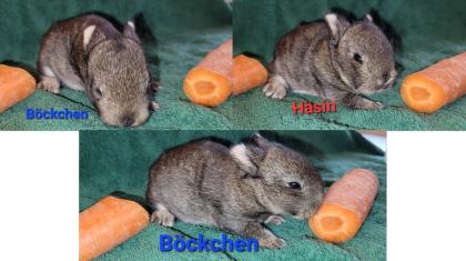Zwergkaninchen/Farbenzwerge Mix Farbenzwerge
