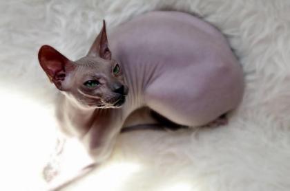 Don Sphynx und Canadian Sphynx aus privaten Gründen abzugeben