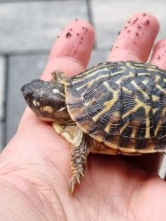 Terrapene ornata ornata eigene NZ 2022