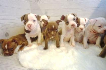 American Pocket Bully