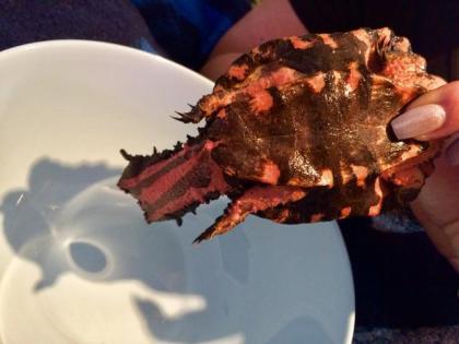 Rote Fransenschildkröte Mata Mata