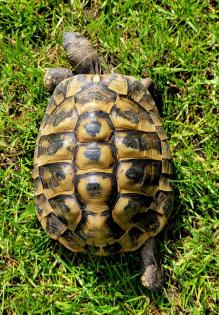 Adulter Griechischer Landschildkröten-Bock 2007 abzugeben