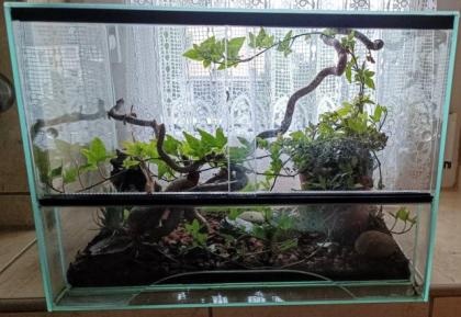 Bahamaanolis mit zwei eingerichteten Terrarien