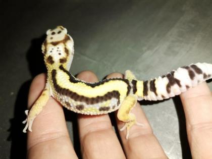 Leopardgecko Männchen
