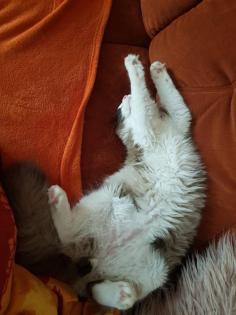 Kater Siam Ragdoll 7 Monate