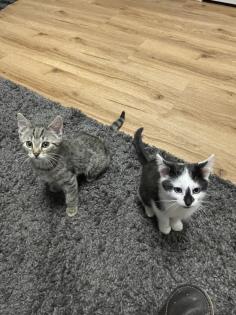 2 süße Kätzchen suchen ein neues Zuhause