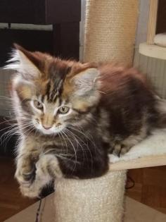 Maine Coon Kittenkater mit tollem Stammbaum jetzt Abgabe bereit