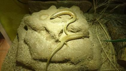 Chalcides ocellatus, Gefleckter Walzenskink 0, 0, 5