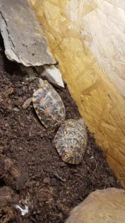 Spaltenschildkröte Malacochersus tornieri