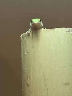 Gecko von der Art Phelsuma Parva