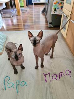 Canadian Sphynx Kitten