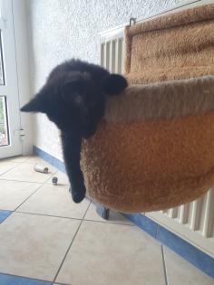 Katzen Kinder Kitten