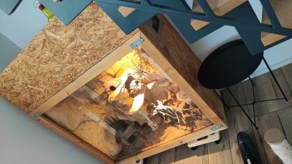 Leopardgeckos in liebevolle Hände abzugeben