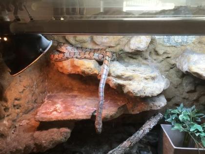 Kornnatter inclusive Terrarium