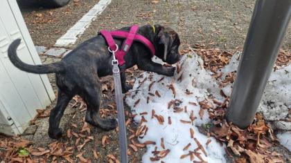 Schweiz-Zürich Sehr schöne Cane Corso Welpen suchen ein Zuhause