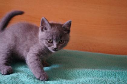 Britisch Kurzhaar Kitten