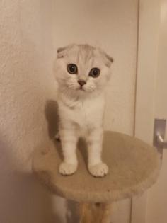 Ein wunderschönes Katzenbaby sucht ein neues Zuhause