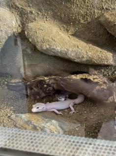 Leopardgecko Weibchen Paar Terrarium und Equipment