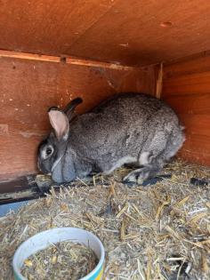 Riesenchinchilla Zippe Kaninchen tätowiert