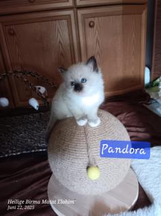 Heilige Birma Kitten mit Stammbaum suchen ein Zuhause