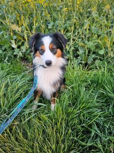 Australian shepherd mini